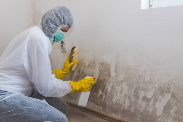 Mold Removal Process in Rogers City, MI