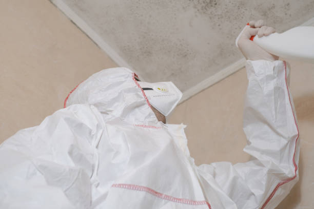 Best Emergency Mold Removal  in Rogers City, MI