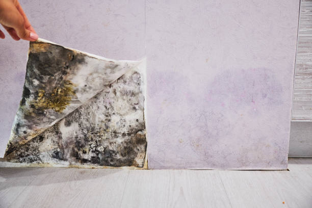 Best Office Mold Removal Services  in Rogers City, MI